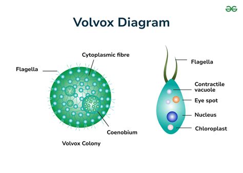 Diagram Of Volvox With Labels Geeksforgeeks