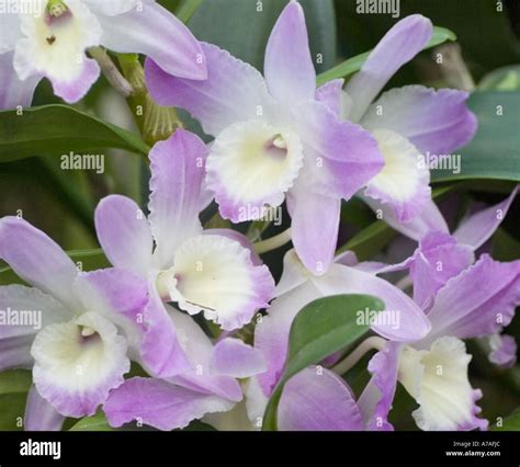 Orchid Dendrobium Hybrid Stock Photo Alamy