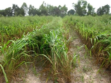 Siambaza Mombasa Grass Panicum Maximum Tropical Seedstropical Seeds