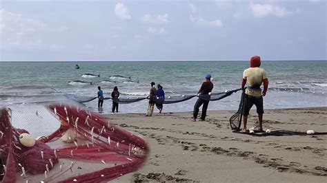 Jaring Pukat Tepi Pantai Begini Cara Nelayan Desa Tarik Jaring Pukat