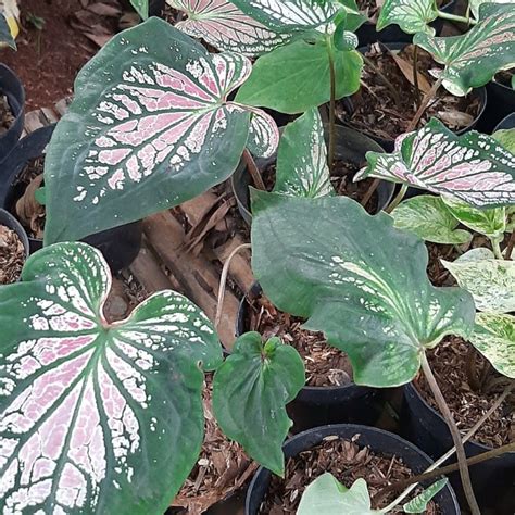 Jual Tanaman Hias Caladium Thai Beauty Atau Keladi Wayang Tanaman