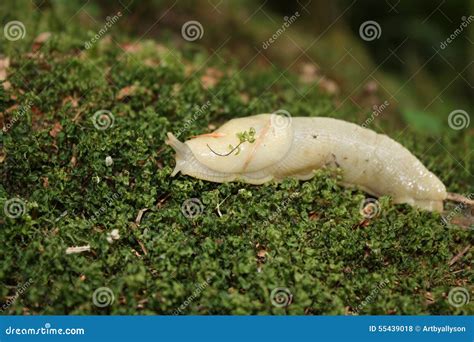 Banana Slug Stock Photo Image Of Moss Banana Yellow 55439018