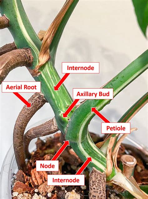 Please Stop Buying Cuttings With No Stem And No Axillary Bud They Will