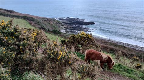 Wild Shetland Pony At Vault Beach Oc Rcornwall