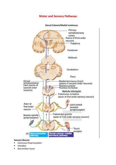 Pr4011 Week 3 Lecture 1 Motor And Sensory Pathways Dorsal Column