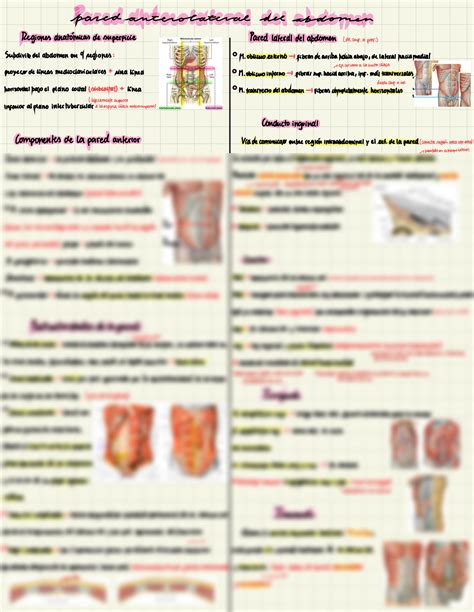 SOLUTION Anatomía pared anterolateral del abdomen Studypool