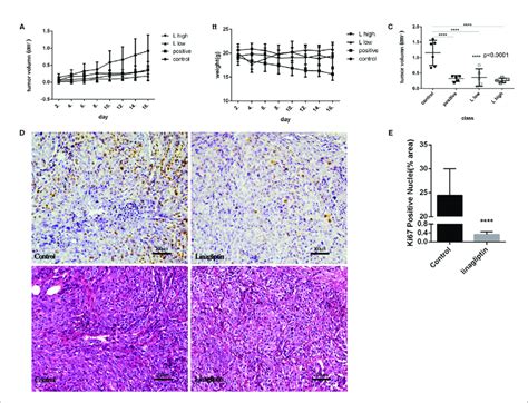 Linagliptin Inhibits Tumor Growth In Hct116 Xenograft Nude Mice A