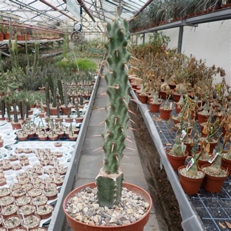 Euphorbia Erigavoensis Gepfr Uhlig Kakteen More Than