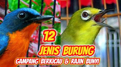 12 Jenis Burung Yang Gampang Berkicau Cocok Untuk Pemula Youtube