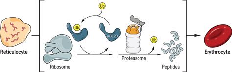 Ube O Remodels The Proteome During Terminal Erythroid Differentiation