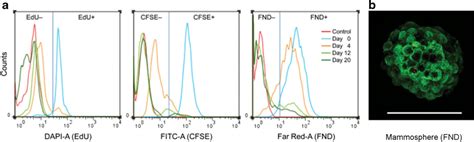 A Flow Cytometry Analysis Of Dissociated AS B145 1R Mammospheres