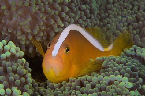 Amphiprion Sandaracinos Yellow Clownfish