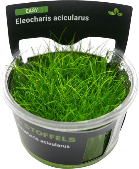 Eleocharis Acicularis In Vitro