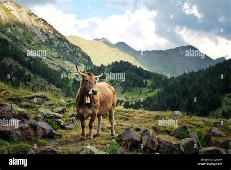 Alps Cowbell Hi Res Stock Photography And Images Alamy