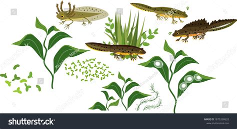 Newt Life Cycle Images: Browse 37 Stock Photos & Vectors Free Download with Trial | Shutterstock