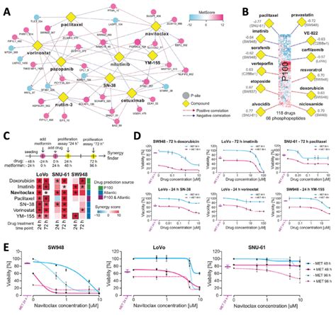 Clin Transl Med︱耶鲁大学刘延盛团队通过磷酸化蛋白质组学揭示二甲双胍在结直肠癌细胞中的作用机制 知乎