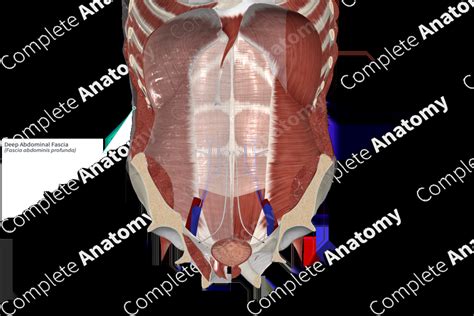 Deep Abdominal Fascia | Complete Anatomy