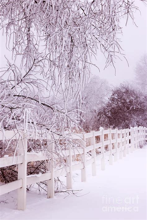 Serene Winter Landscape With Pink Glow Photograph By Carol Groenen