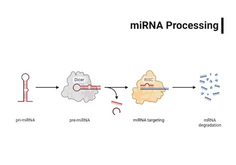 MiRNA Processing BioRender Science Templates