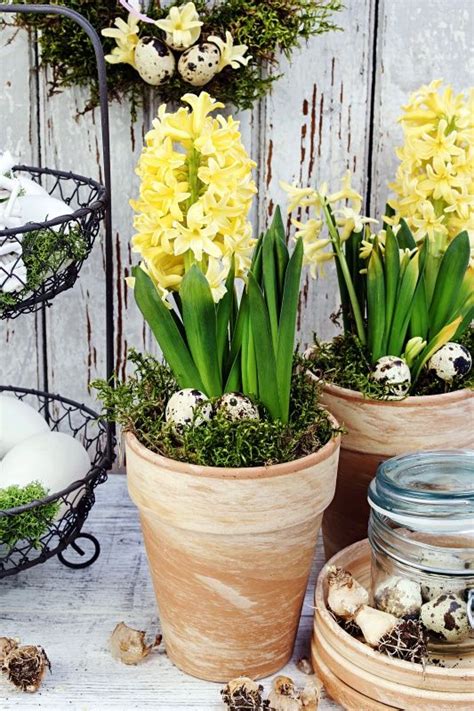 How To Force Hyacinth Bulbs Indoors Town Country Living Easter