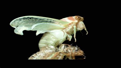 Cicada Molting Time Lapse Youtube