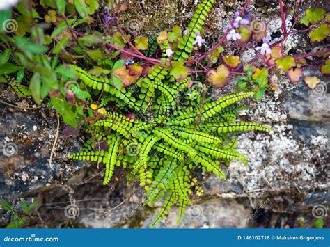 La Planta Del Helecho Y De Jard N De Piedras Crece Salvaje En Una