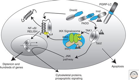 Nf κb In The Immune Response Of Drosophila