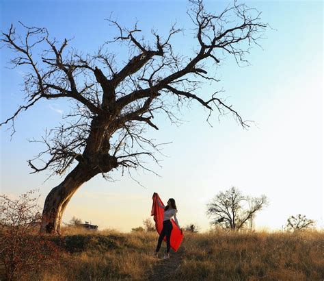 woman standing   tree  sunset  stock photo