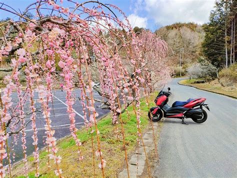 山田うどんさんの投稿したツーリング情報 「春ラ！ラ！ラ！」 作詞：伊藤アキラ ｜バイクのカスタムツーリング情報ならモトクル