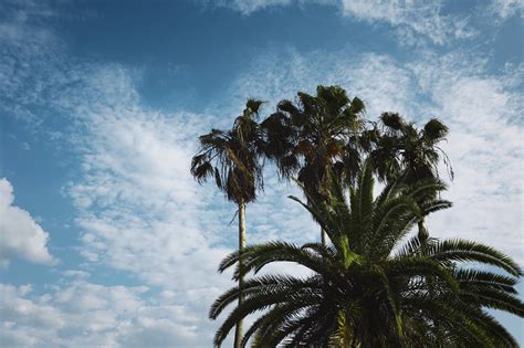 X Wallpaper Green Coconut Trees Under Blue Sky During Daytime