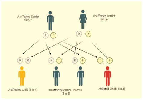 Thalassemia Pathophysiology Diagnosis And Advances In Treatment