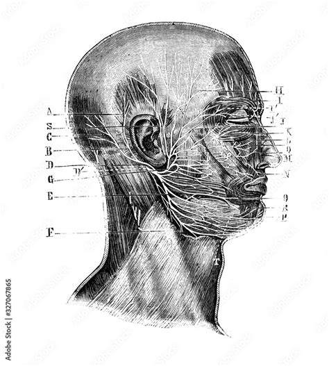 Facial Nerves In The Old Book D Anatomie Chirurgicale By B Anger