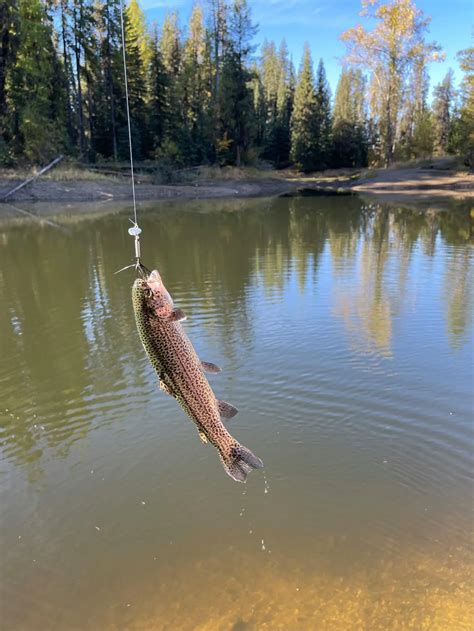 California Trout Fishing The Ultimate Guide To Catching Trout