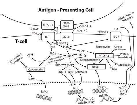 Toxins Free Full Text Staphylococcal Superantigens Pyrogenic