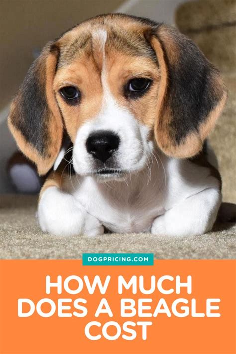 How Much Does A Beagle Cost Dog Pricing