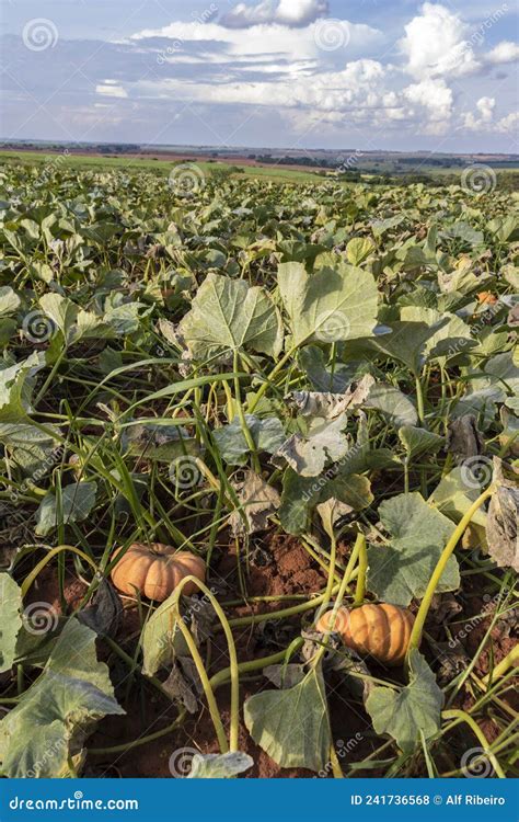 Calabaza Que Crece En El Huerto Foto De Archivo Imagen De Cubo