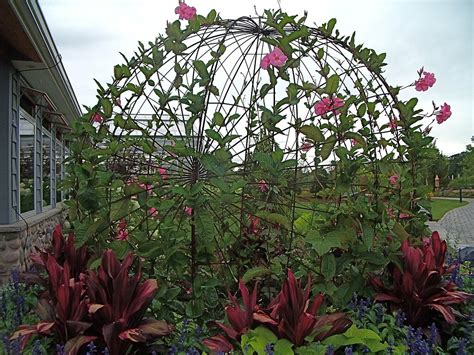 Gedc0073 Rebar Sculpture With Mandevilla Ann Munson Flickr