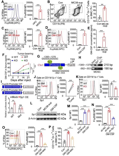 Gm Csf Induces Fcγriib Expression On Mdscs Via Sp1 Signaling A