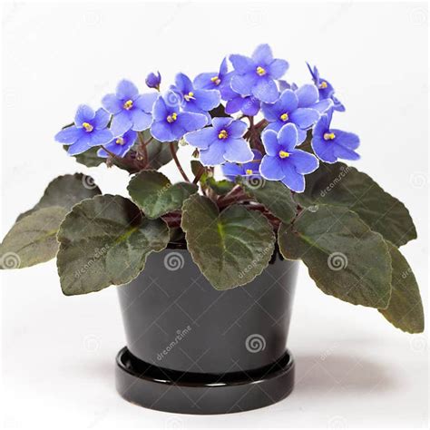 Purple African Violets Stock Photo Image Of Blue Perennial 42309422