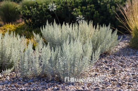 Artemisia Ludoviciana