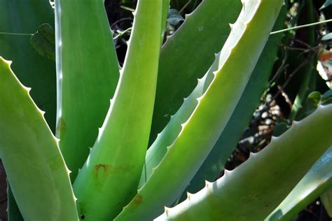 Aloe Vera Cuidados De La S Bila Todo Lo Que Necesitas Saber