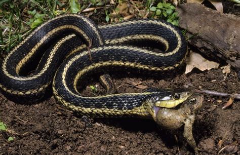 Eastern GARTERSNAKE DEVOURING TOAD Photo12 ImageBROKER Phil Degginger