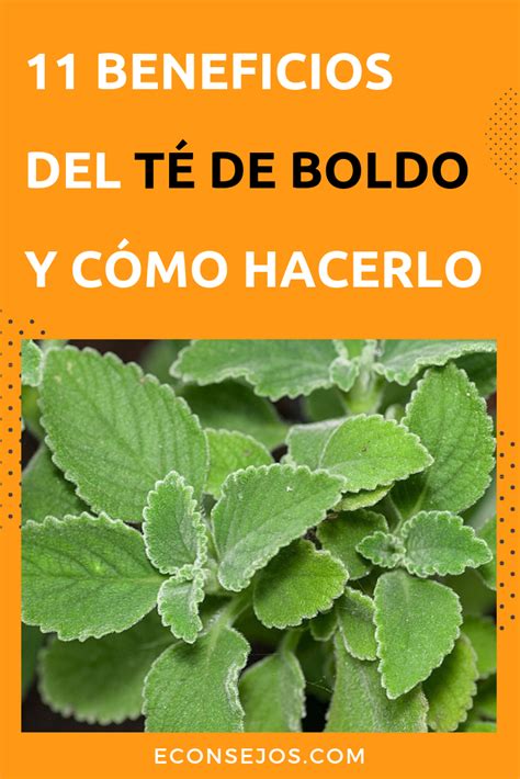 Descubre Beneficios Del T De Boldo Para La Salud Te De Boldo