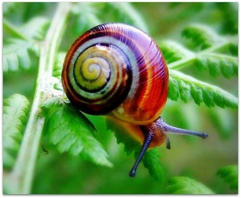 131 best Painted Snail. Caracol pintado de Cuba & Candy cane snail ...