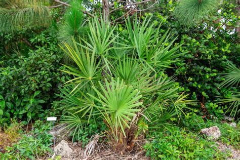 Saw Palmetto Plant Serenoa Repens - Davie, Florida, USA Stock Image - Image of repens, davie ...