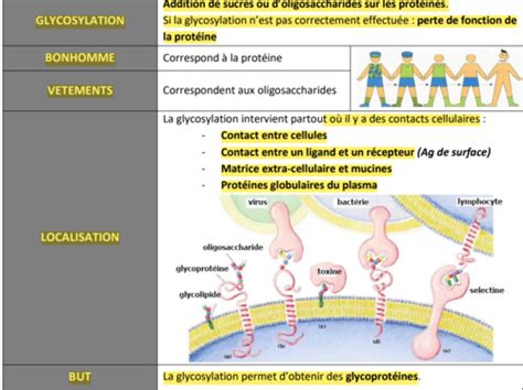 Glycosylation Des Proteines Et Physiopathologie Moleculaire Des