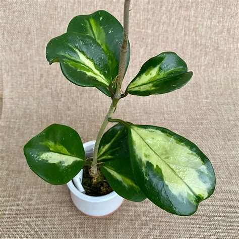 Hoya Obovata Variegata Floraria Secret Garden Sg