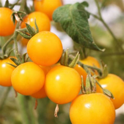 Outdoor Gardening Tomato Cherry Yellow Organic Seeds G