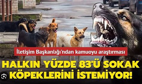 İletişim Başkanlığından sokak köpekleri kamuoyu araştırması SAĞLIK