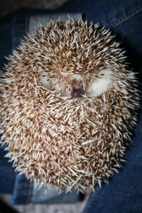 Interesting Facts About Hedgehogs | PetHelpful